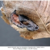 argynnis alexandra iran pupa